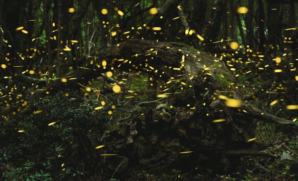 What to Do in Puerto Princesa: Gateway Guide for Your Getaways 4 Puerto Princesa Firefly Tour